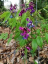 Lathyrus vernus - la Pépinière d'Agnens