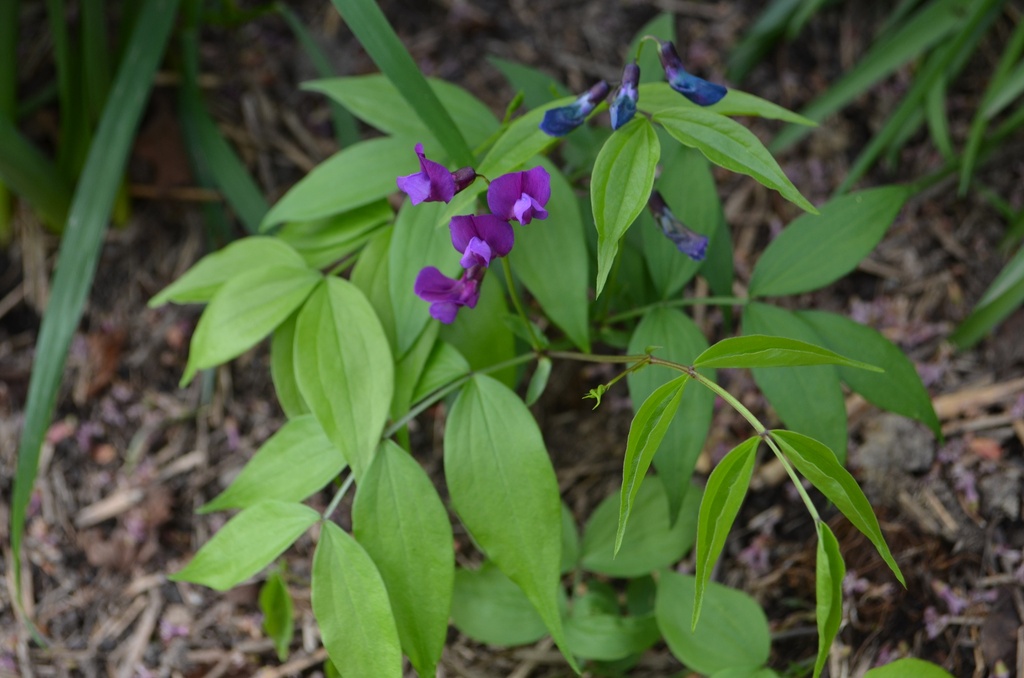Lathyrus vernus - la Pépinière d'Agnens