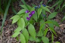 Lathyrus vernus - la Pépinière d'Agnens