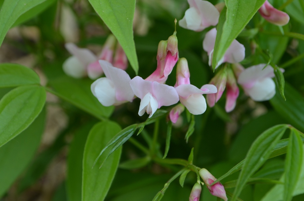 Lathyrus vernus 'Rosenelfe' - la Pépinière d'Agnens