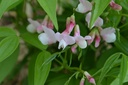 Lathyrus vernus 'Rosenelfe' - la Pépinière d'Agnens