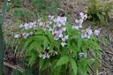 Lathyrus vernus 'Rosenelfe' - la Pépinière d'Agnens