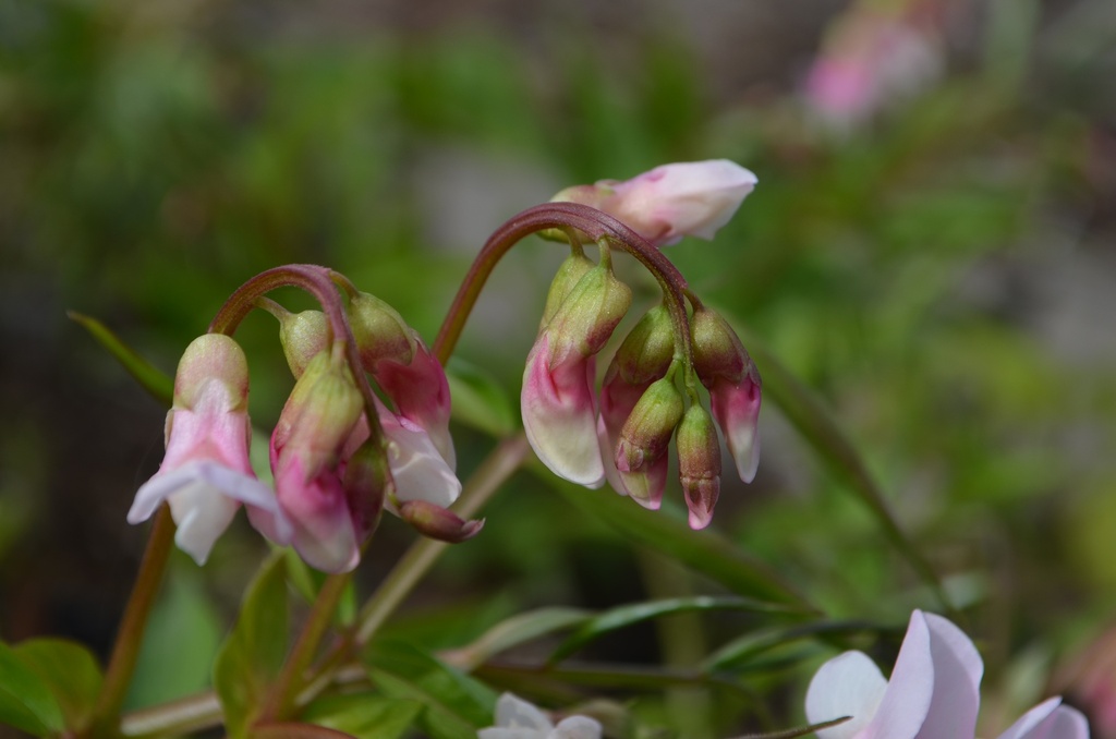 Lathyrus vernus 'Rosenelfe' - la Pépinière d'Agnens