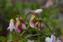 Lathyrus vernus 'Rosenelfe' - la Pépinière d'Agnens