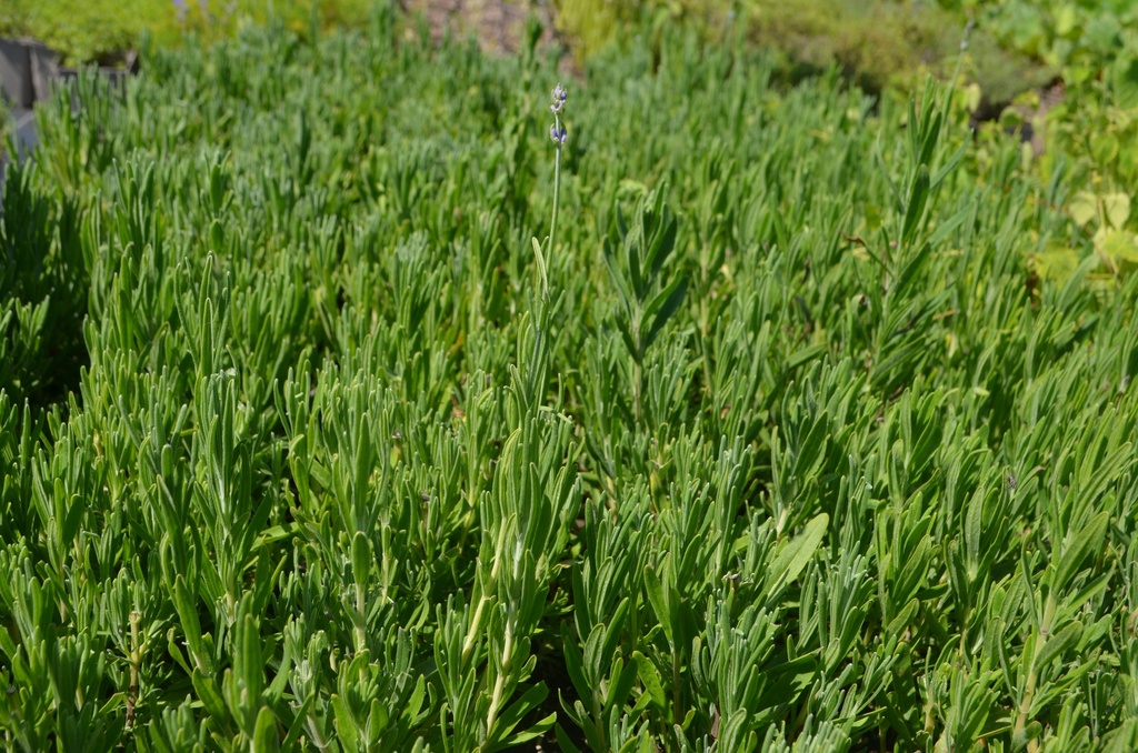 Lavandula angustifolia - la Pépinière d'Agnens