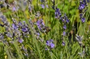 Lavandula angustifolia - la Pépinière d'Agnens