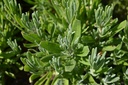 Lavandula angustifolia - la Pépinière d'Agnens