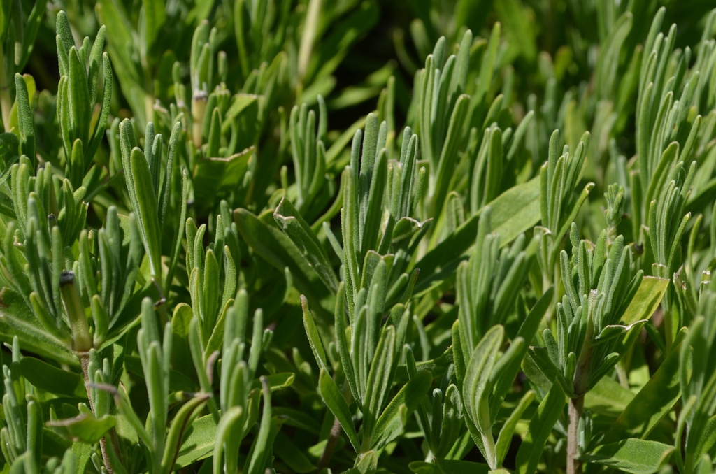 Lavandula angustifolia - la Pépinière d'Agnens
