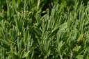 Lavandula angustifolia - la Pépinière d'Agnens