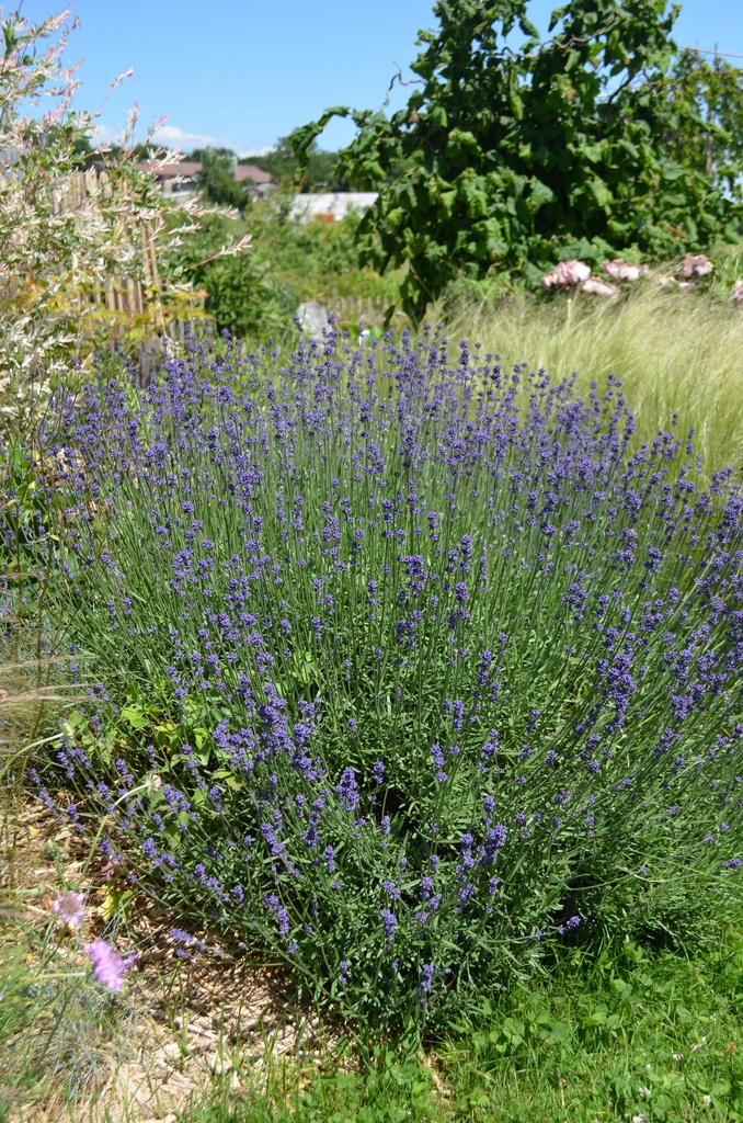 Lavandula angustifolia 'Hidcote Blue' - la Pépinière d'Agnens