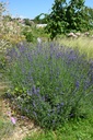 Lavandula angustifolia 'Hidcote Blue' - la Pépinière d'Agnens