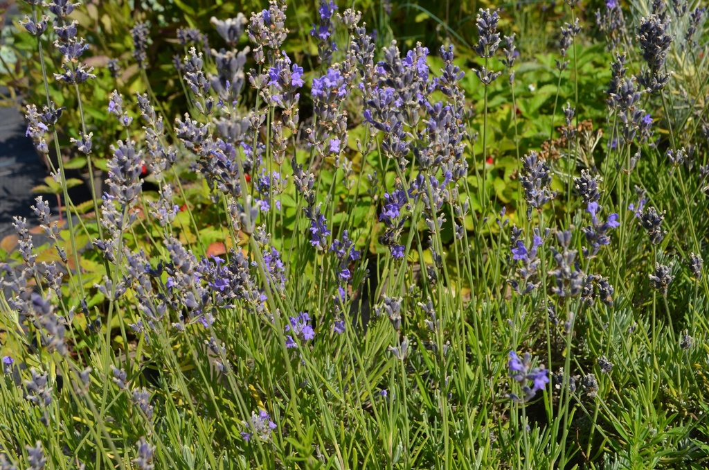 Lavandula angustifolia 'Munstead' - la Pépinière d'Agnens