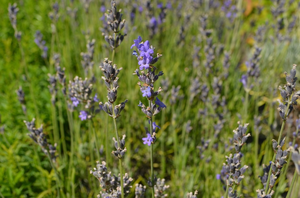 Lavandula angustifolia 'Munstead' - la Pépinière d'Agnens