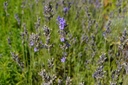 Lavandula angustifolia 'Munstead' - la Pépinière d'Agnens