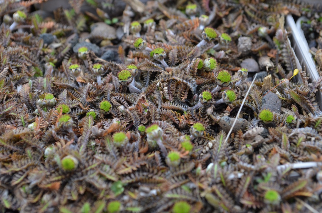 Leptinella squalida 'Platt's Black' - la Pépinière d'Agnens
