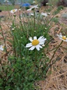 Leucanthemum vulgare - la Pépinière d'Agnens