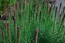 Liatris spicata - La Pépinière d'Agnens