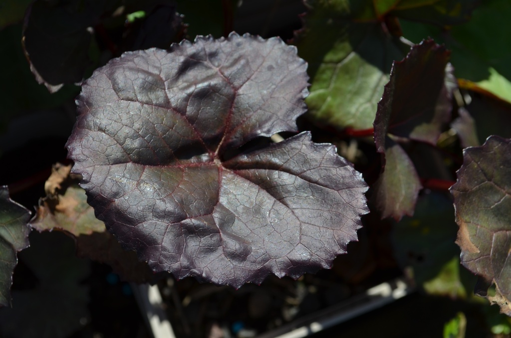 Ligularia dentata 'Britt Marie Crowford' - La Pépinière d'Agnens