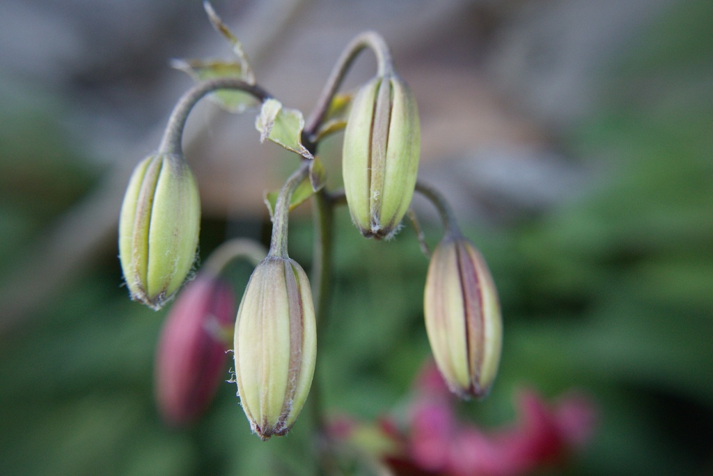 Lilium martagon 'Claude Shride' - La Pépinière d'Agnens