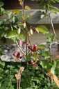 Lilium martagon 'Claude Shride' - La Pépinière d'Agnens