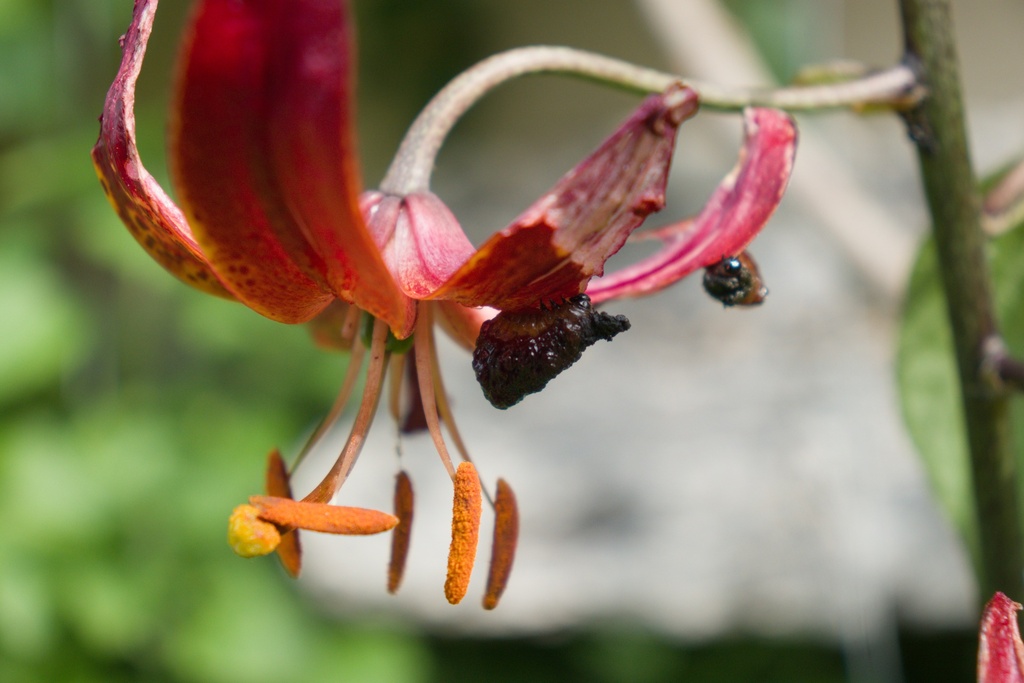 Lilium martagon 'Claude Shride' - La Pépinière d'Agnens