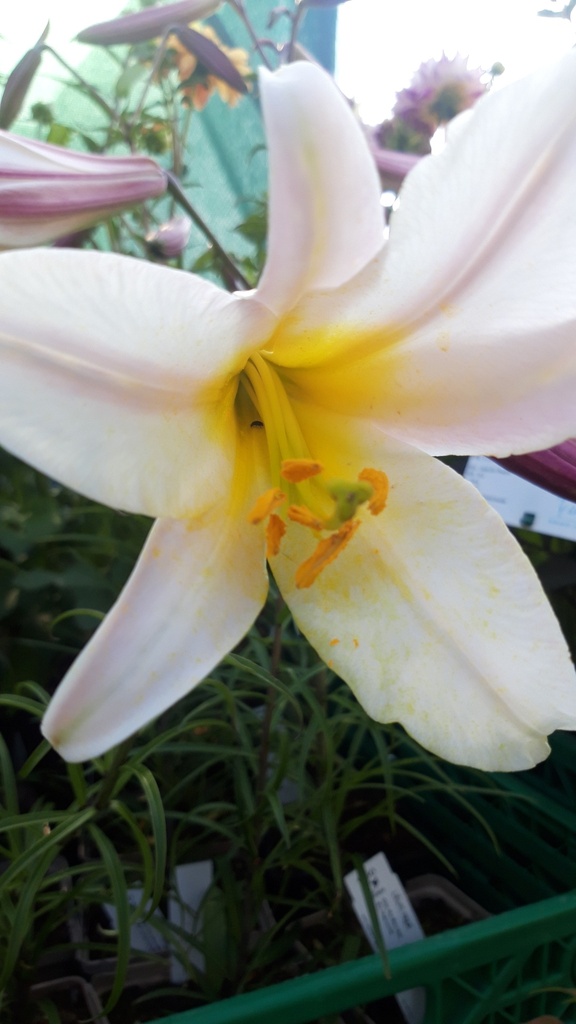 Lilium regal - La Pépinière d'Agnens