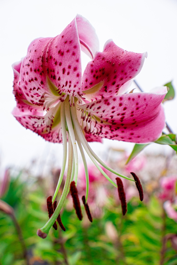 Lilium speciosum var rubrum - La Pépinière d'Agnens