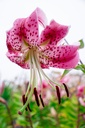 Lilium speciosum var rubrum - La Pépinière d'Agnens