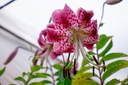 Lilium speciosum var rubrum - La Pépinière d'Agnens