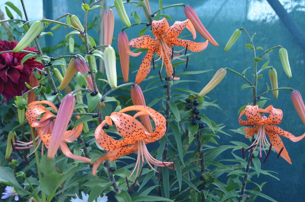 Lilium tigrinum splendens - La Pépinière d'Agnens