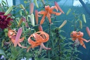 Lilium tigrinum splendens - La Pépinière d'Agnens