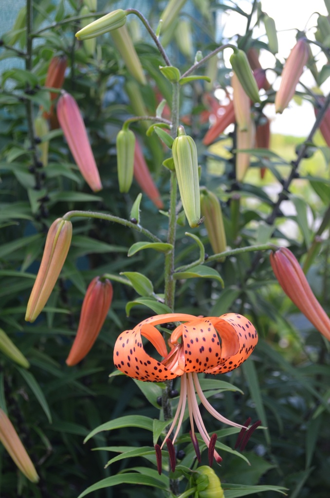 Lilium tigrinum splendens - La Pépinière d'Agnens