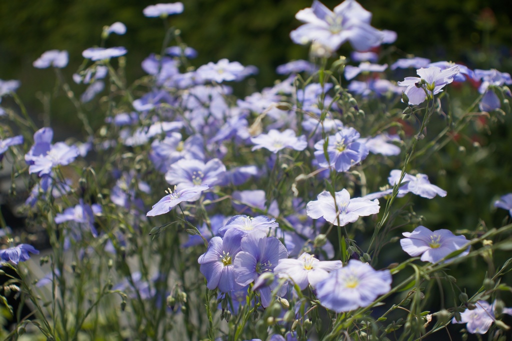 Linum perenne - La Pépinière d'Agnens