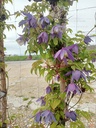 Clematis alpina- La pépinière d'Agnens