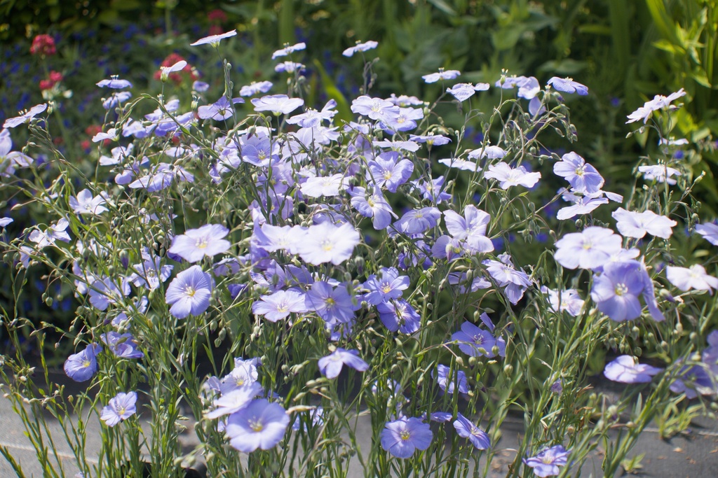 Linum perenne - La Pépinière d'Agnens