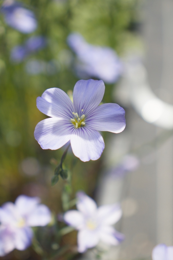 Linum perenne - La Pépinière d'Agnens