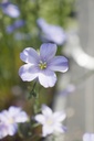 Linum perenne - La Pépinière d'Agnens