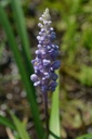 Liriope muscari 'Big Blue' - La Pépinière d'Agnens