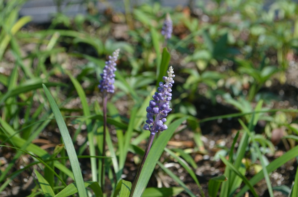 Liriope muscari 'Big Blue' - La Pépinière d'Agnens