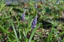 Liriope muscari 'Big Blue' - La Pépinière d'Agnens