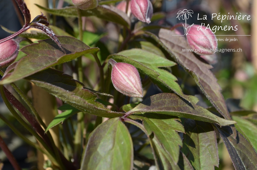 Clematis montana var rubens- La pépinière d'Agnens