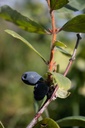 Lonicera kamtschatica 'Maistar' - La Pépinière d'Agnens