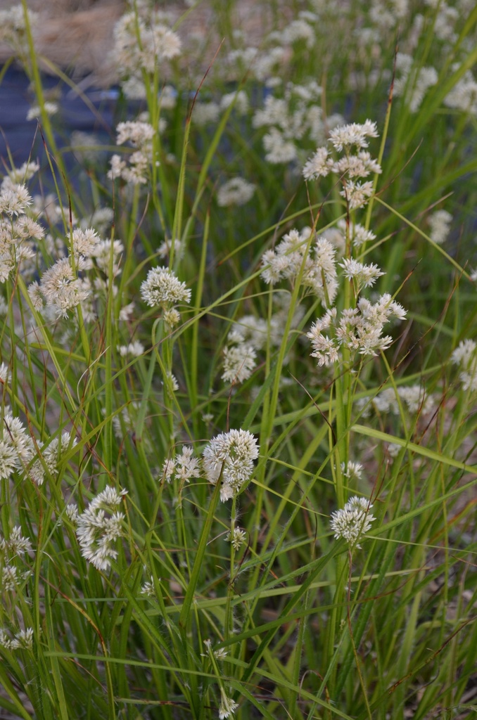 Luzula nivea - La Pépinière d'Agnens