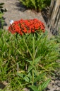 Lychnis chalcedonica - La Pépinière d'Agnens
