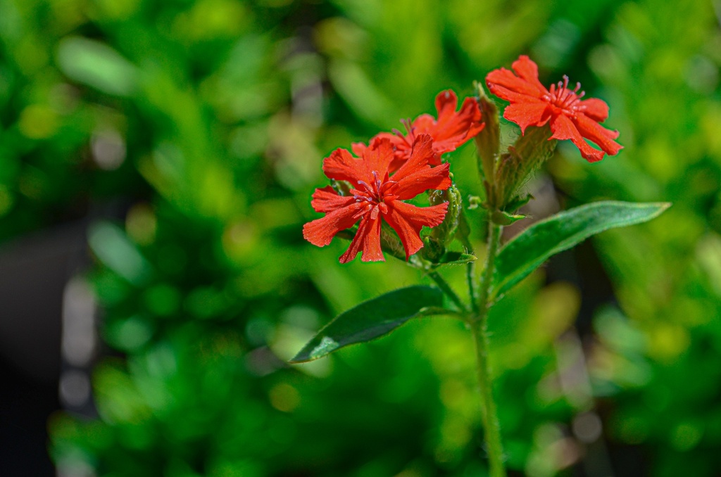 Lychnis chalcedonica - La Pépinière d'Agnens