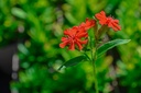 Lychnis chalcedonica - La Pépinière d'Agnens