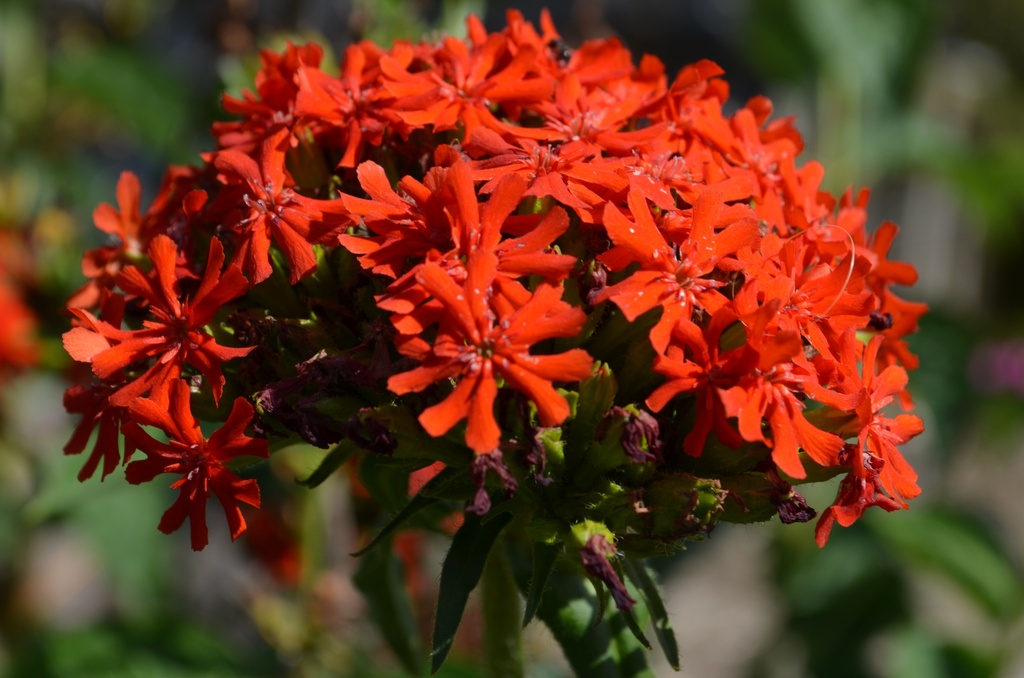 Lychnis chalcedonica - La Pépinière d'Agnens