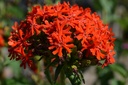 Lychnis chalcedonica - La Pépinière d'Agnens