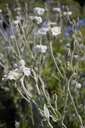 Lychnis coronaria 'Alba' - La Pépinière d'Agnens