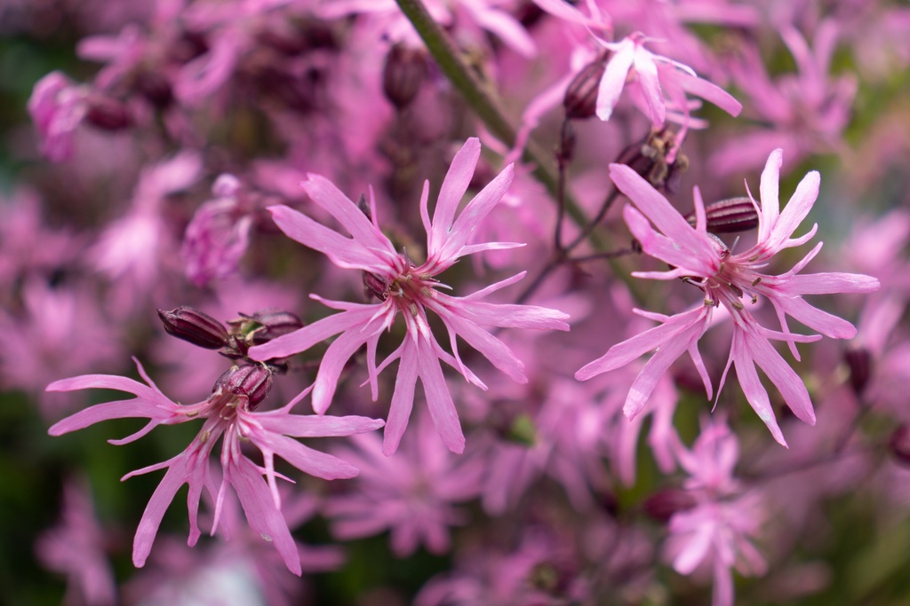 Lychnis flos-cuculi - La Pépinière d'Agnens